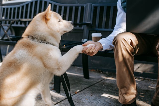 akita inu